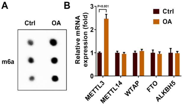 METTL3 Regulates the m<sup>6</sup>A Modification of NEK7 to Inhibit the Formation of Osteoarthritis.