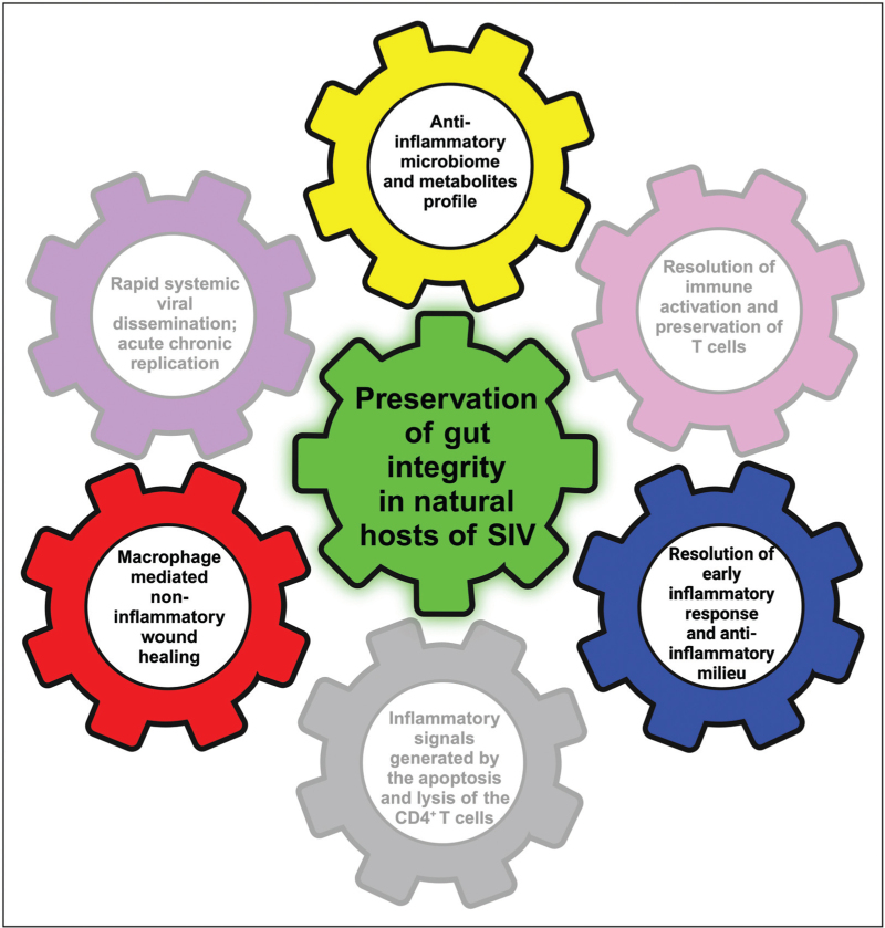 It's all in the gut: the central role of the gut and microbiome in preventing disease progression in simian immunodeficiency viruses infected African nonhuman primates.