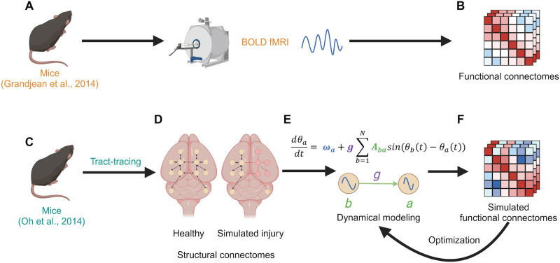 Individualized mouse brain network models produce asymmetric patterns of functional connectivity after simulated traumatic injury.