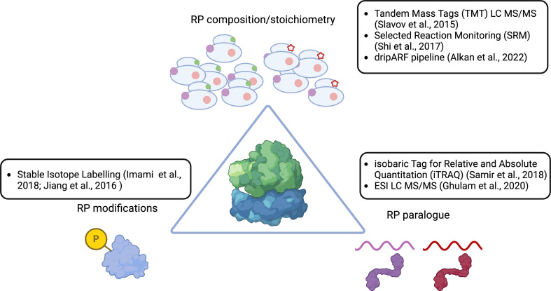 High-throughput approaches for the identification of ribosome heterogeneity.