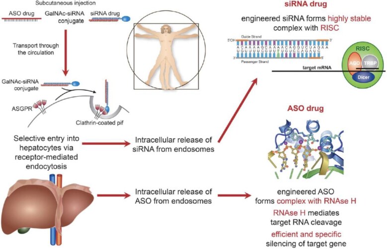 The revolution in pharmacotherapy: from herbs to pills, moulds, antibodies to genetic tools.