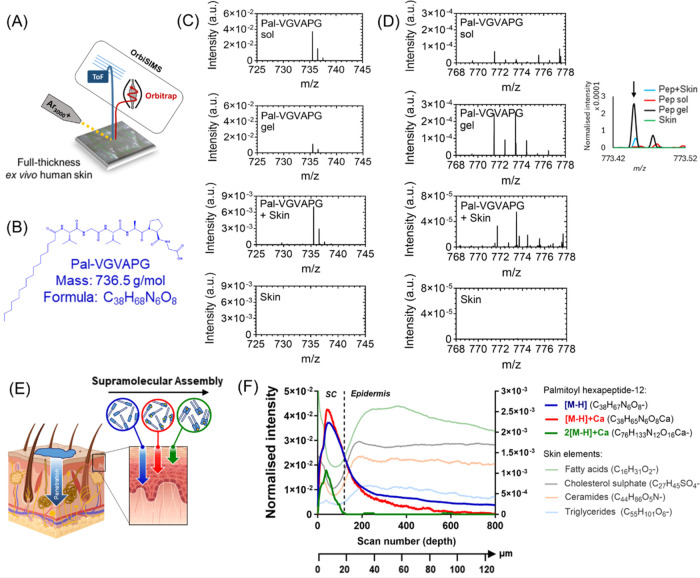 Noninvasive Monitoring of Palmitoyl Hexapeptide-12 in Human Skin Layers: Mechanical Interaction with Skin Components and Its Potential Skincare Benefits.