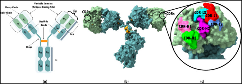 Revolutionizing oncology: the role of Artificial Intelligence (AI) as an antibody design, and optimization tools.