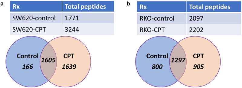 The immunopeptidome of colon cancer cells treated with topoisomerase inhibiting drug reveals differential as well as common endogenous protein sampling and display of MHC I-associated peptides.