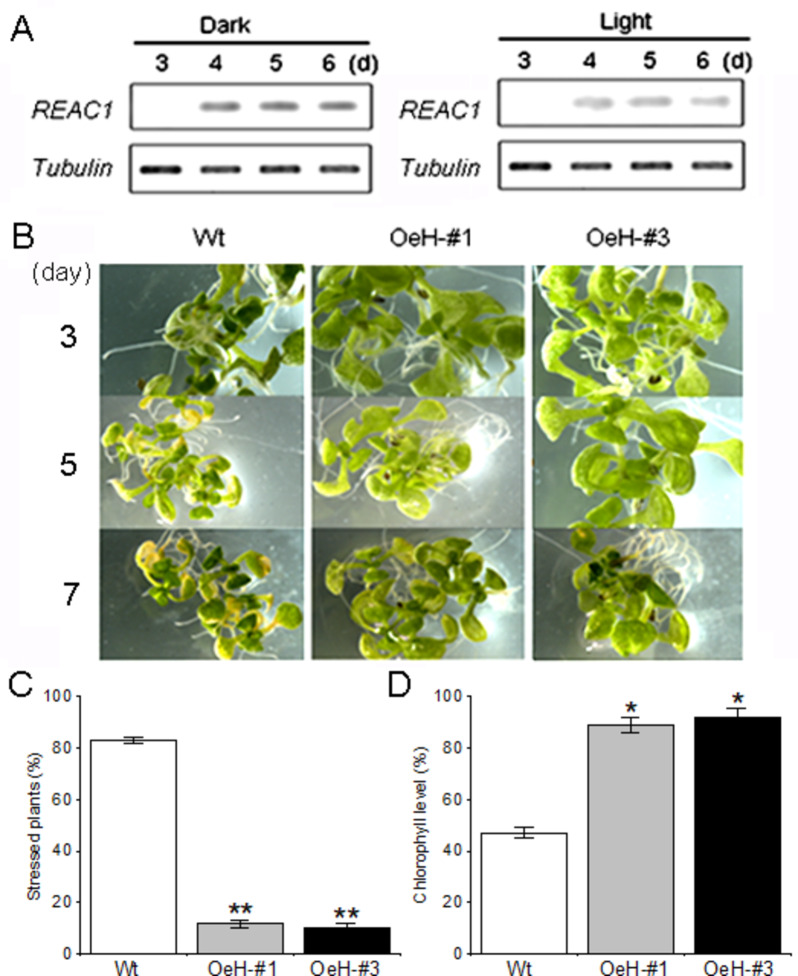 A rice SOUL family heme-binding protein REAC1 enhances the antioxidative capacity of C. elegans through modulation of ROS-related gene expression.