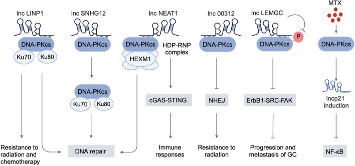 DNA-PKcs, a player winding and dancing with RNA metabolism and diseases.