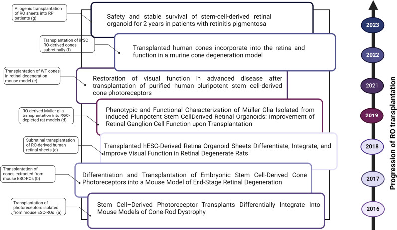 Exploring organoid and assembloid technologies: a focus on retina and brain.