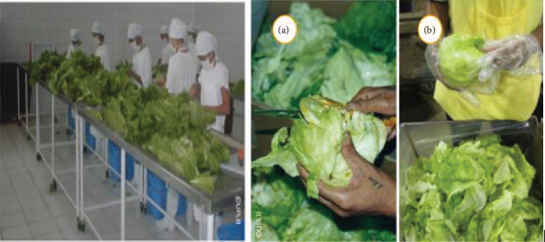 Implications of Developmental Levels and Packaging Materials on the Quality of Iceberg Lettuce for Marketing System: A Review.