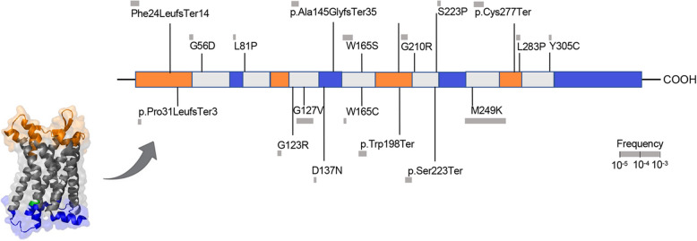 Rare damaging CCR2 variants are associated with lower lifetime cardiovascular risk.