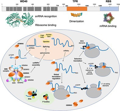 Understanding GEMIN5 Interactions: From Structural and Functional Insights to Selective Translation.