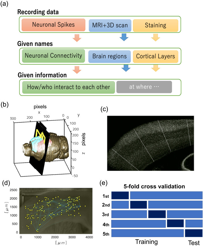 Neural network embedding of functional microconnectome.
