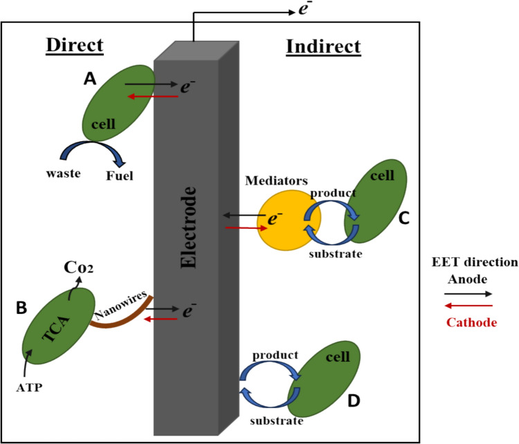 Harnessing the power of microbial fuel cells as pioneering green technology: advancing sustainable energy and wastewater treatment through innovative nanotechnology.
