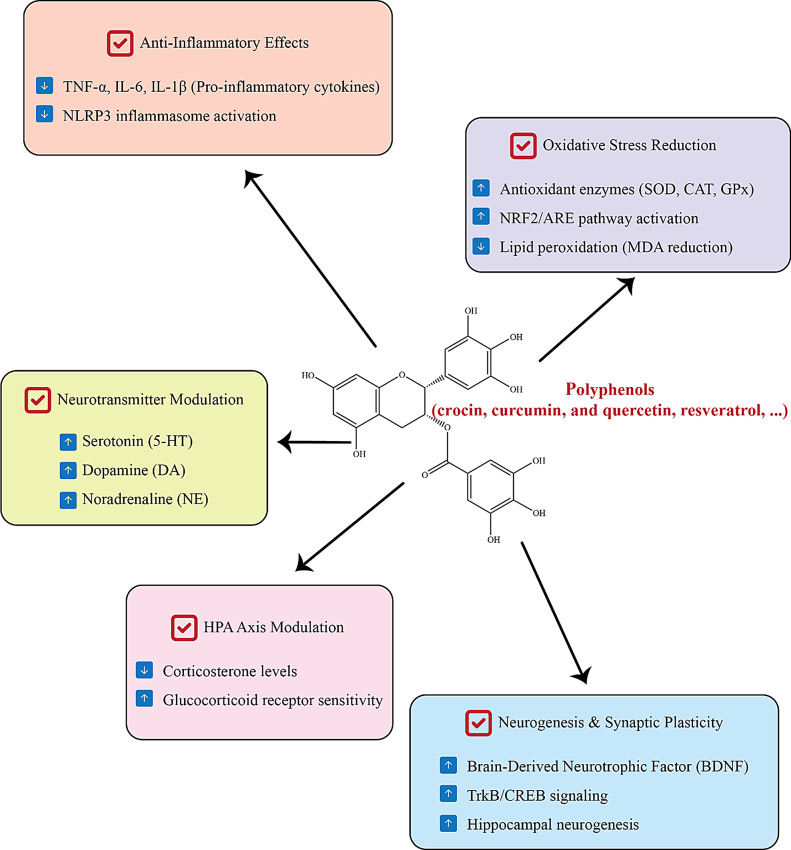 A comprehensive review on the impact of polyphenol supplementation and exercise on depression and brain function parameters.