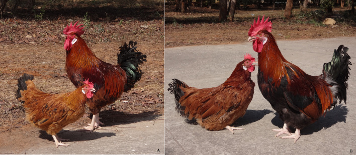 Effect of a Unique Dwarfism on Growth, Production, and Reproduction Performance of the Nicobari Chicken Breed.