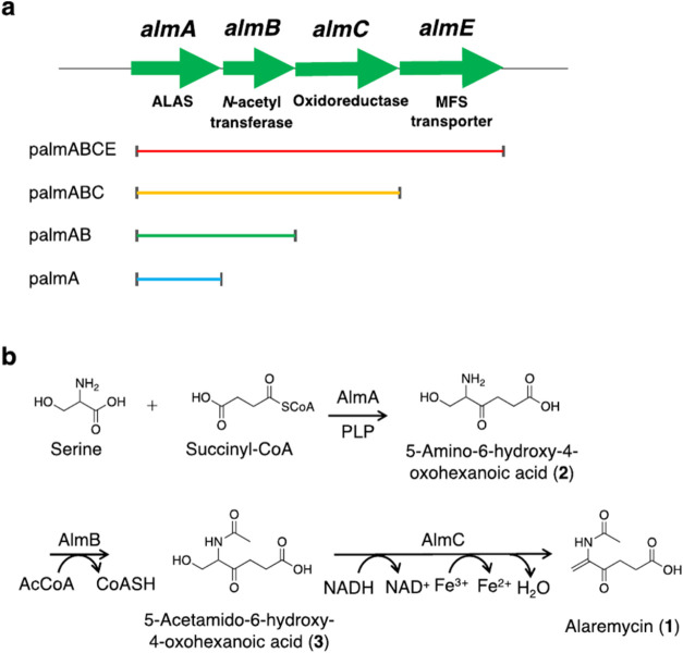 Biosynthetic Pathways of Alaremycin and Its Derivative: Inhibitors of Porphobilinogen Synthase in Porphyrin Biosynthesis from <i>Streptomyces</i> sp. A012304.