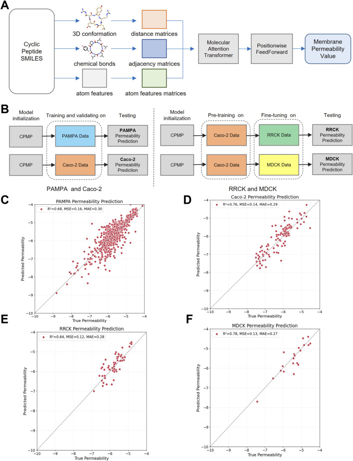Cyclic peptide membrane permeability prediction using deep learning model based on molecular attention transformer.