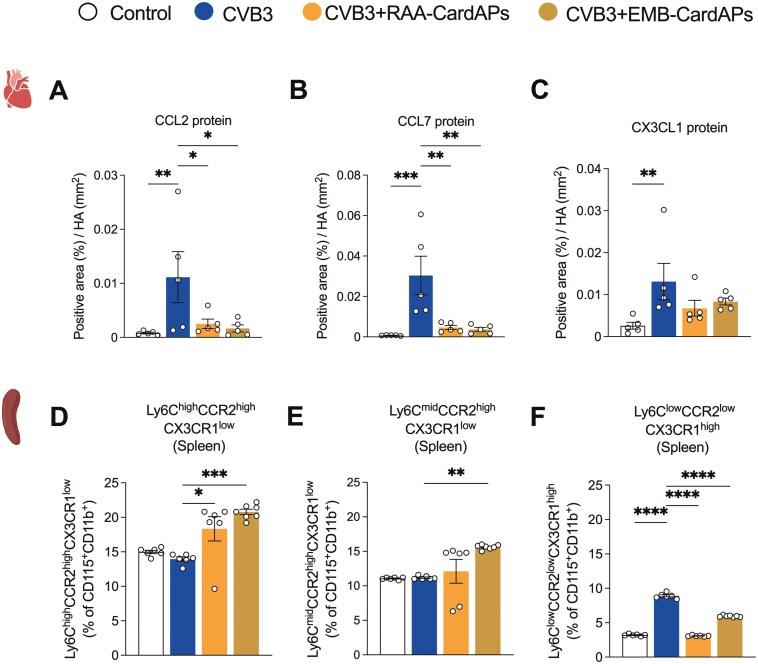 Mitigating murine acute and chronic Coxsackievirus B3-induced myocarditis with human right atrial appendage-derived stromal cells.
