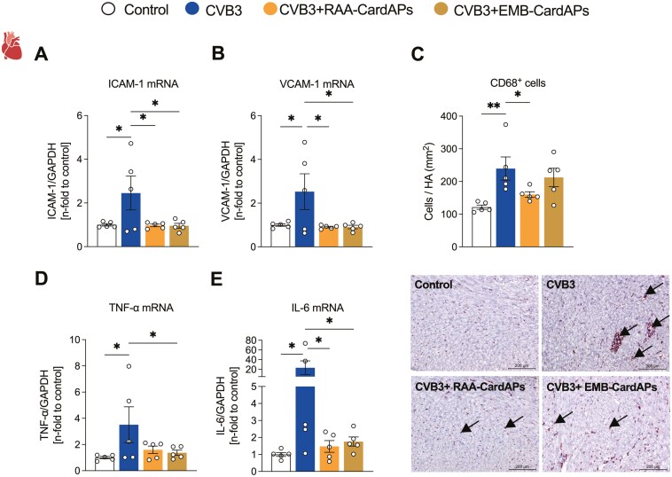 Mitigating murine acute and chronic Coxsackievirus B3-induced myocarditis with human right atrial appendage-derived stromal cells.