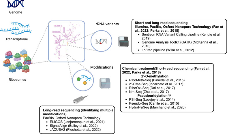 High-throughput approaches for the identification of ribosome heterogeneity.