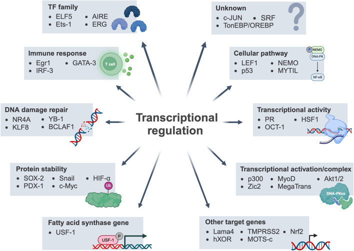 DNA-PKcs, a player winding and dancing with RNA metabolism and diseases.
