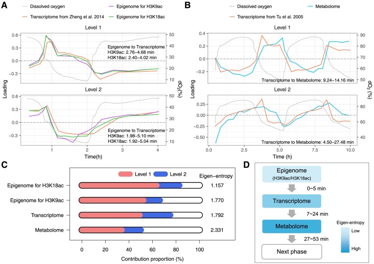 A four eigen-phase model of multi-omics unveils new insights into yeast metabolic cycle.