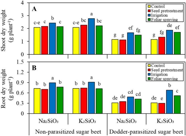 Silicon Protection of Sugar Beet (<i>Beta vulgaris</i>) Against Field Dodder (<i>Cuscuta campestris</i>): Preliminary Analysis.