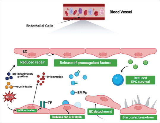 Endothelial dysfunction in chronic kidney disease: Mechanisms, biomarkers, diagnostics, and therapeutic strategies.