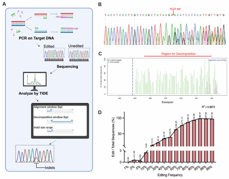 Comparative Analysis of Methods for Assessing On-Target Gene Editing Efficiencies.