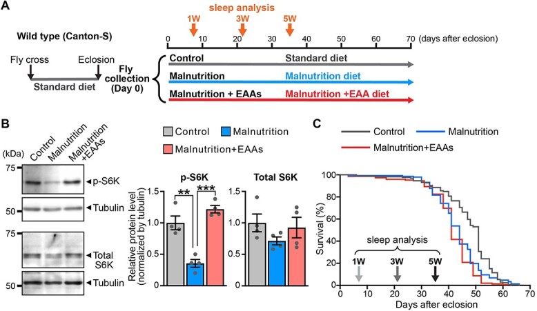 Supplementation of essential amino acids suppresses age-associated sleep loss and sleep fragmentation but not loss of rhythm strength under yeast-restricted malnutrition in Drosophila.