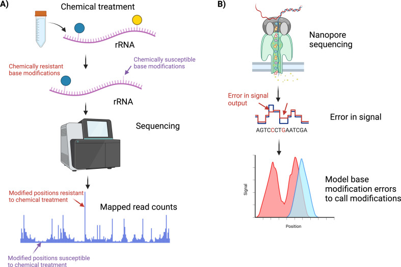 High-throughput approaches for the identification of ribosome heterogeneity.