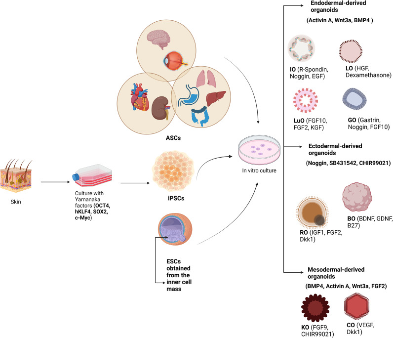 Exploring organoid and assembloid technologies: a focus on retina and brain.