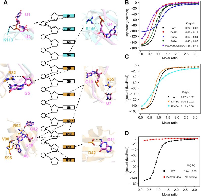 Phase separation of hnRNPA1 and TERRA regulates telomeric stability.