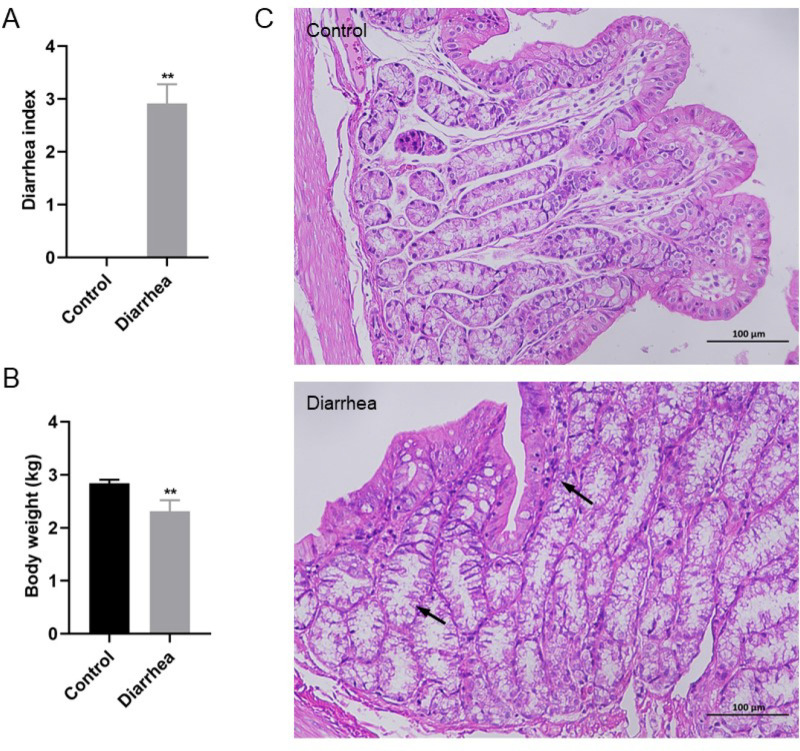Microbiome and metabolomic changes in rabbits induced by Folium sennae.