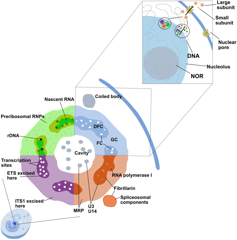 Nucleolar origins: challenging perspectives on evolution and function.