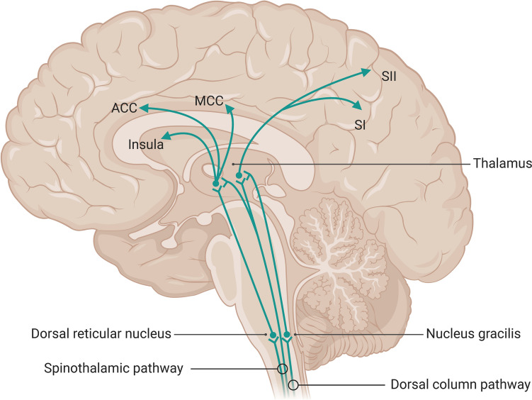 Visceral Pain in Preterm Infants with Necrotizing Enterocolitis: Underlying Mechanisms and Implications for Treatment.