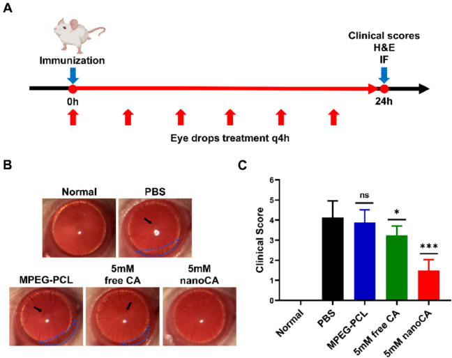 mPEG-PCL modified Caffeic acid eye drops for endotoxin-induced uveitis treatment.