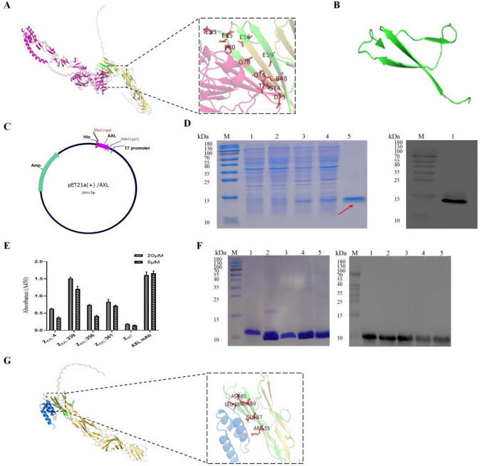Novel affibody molecules targeting the AXL extracellular structural domain for molecular imaging and targeted therapy of gastric cancer.