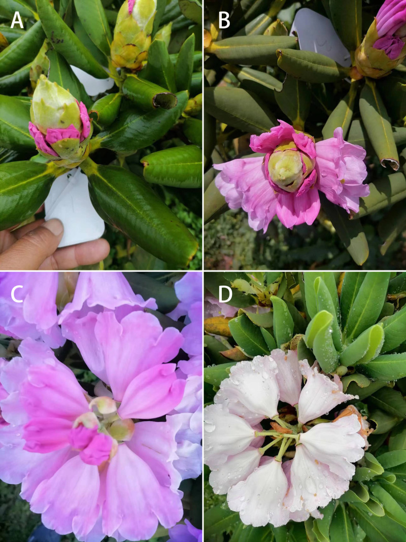 Flower traits and breeding system of Rhododendron platypodum diels, an endangered plant species in China.