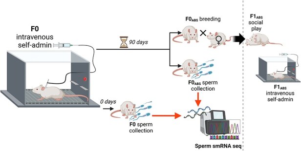 Extended abstinence from morphine alters sperm smRNA expression and prevents transmission of intergenerational phenotypes.