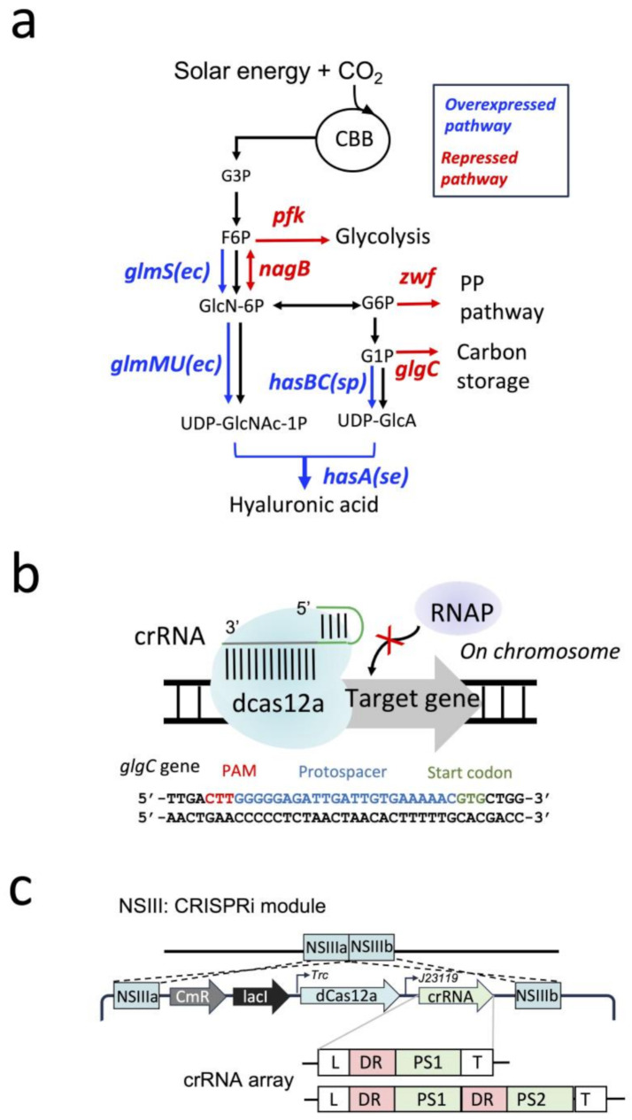 CRISPRi-assisted metabolic engineering of cyanobacteria for photosynthetic hyaluronic acid from CO<sub>2</sub>.