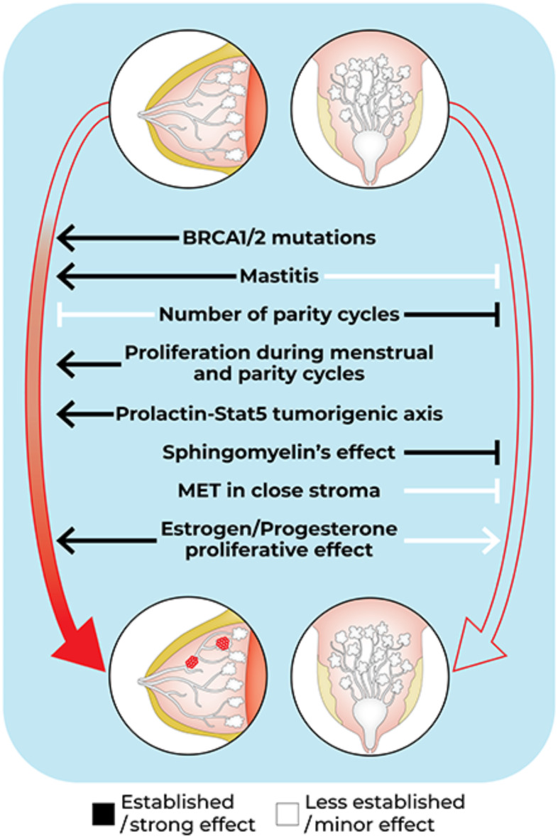 Mammalian Species-Specific Resistance to Mammary Cancer.