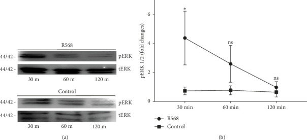 The Calcimimetic R568 Reduces Vascular Smooth Muscle Cell Calcification in Vitro Via ERK 1/2 Phosphorylation.