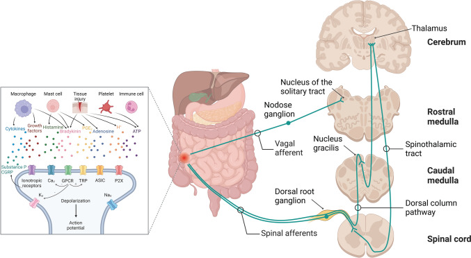 Visceral Pain in Preterm Infants with Necrotizing Enterocolitis: Underlying Mechanisms and Implications for Treatment.