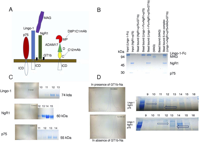 Antibodies targeting ADAM17 reverse neurite outgrowth inhibition by myelin-associated inhibitors.