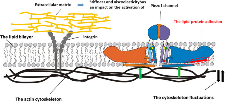 Targeted elimination of mesenchymal-like cancer cells through cyclic stretch activation of Piezo1 channels: the physical aspects.