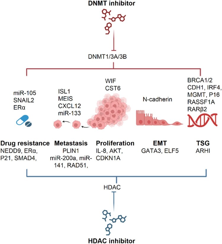 Comparative epigenomics to clinical trials in human breast cancer and canine mammary tumor.