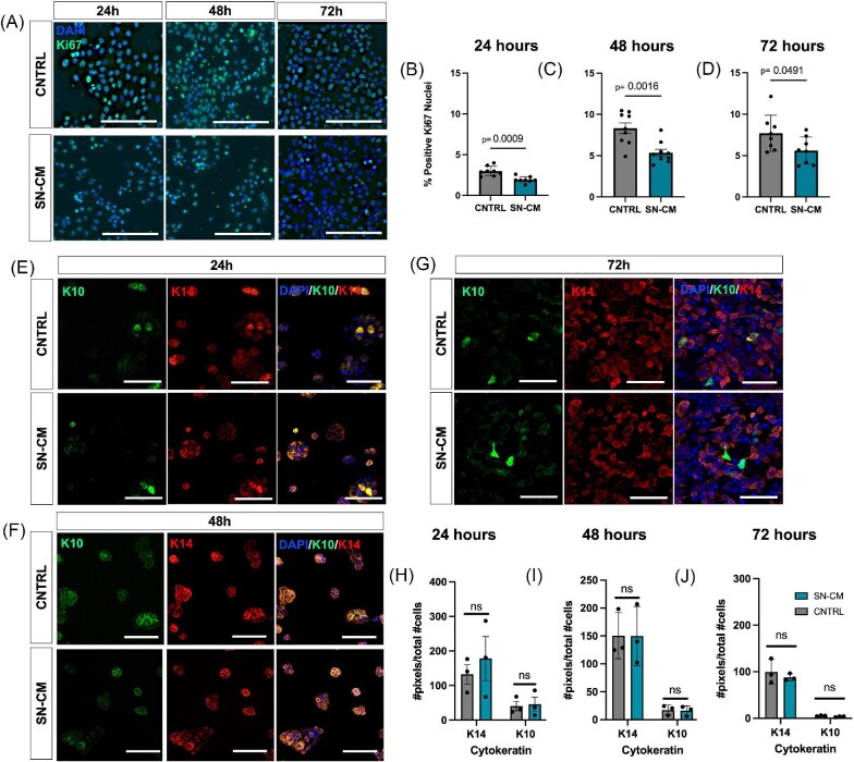 Sensory nerve-secreted factors regulate basal keratinocyte function <i>in vitro</i>.