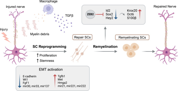 Schwann cells in regeneration and cancer: an epithelial-mesenchymal transition perspective.