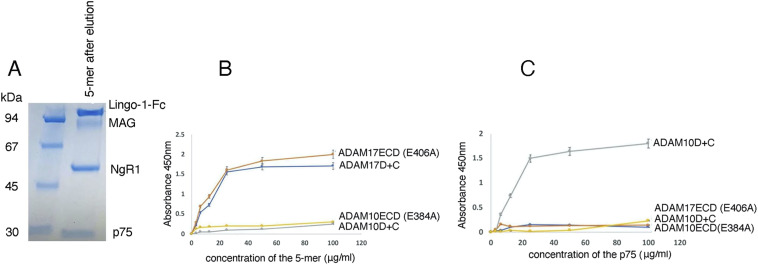 Antibodies targeting ADAM17 reverse neurite outgrowth inhibition by myelin-associated inhibitors.
