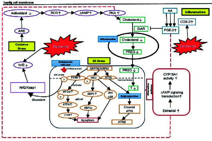 Interlinkage between inflammation, oxidative stress, and endoplasmic reticulum stress in bisphenols-induced testicular steroidogenesis disturbance: A mini review.